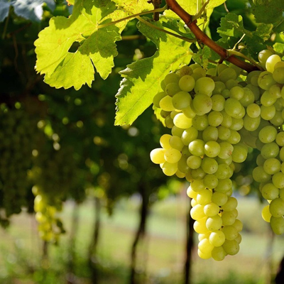 Гюльгери-Вац